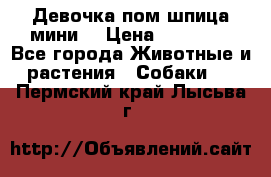 Девочка пом шпица мини  › Цена ­ 30 000 - Все города Животные и растения » Собаки   . Пермский край,Лысьва г.